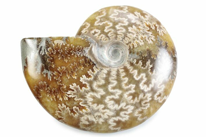 Polished Ammonite (Cleoniceras) Fossil - Madagascar #364976